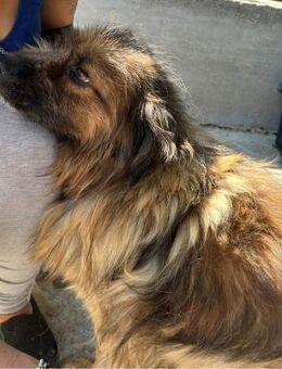 NELIO - verschmust, offen - Weilheim (Oberbayern)