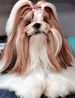 Wunderschöne Shih Tzu Hündin 18 Mon. Mit Ahnentafel - Kierspe