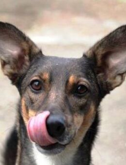 Shantelle schließt man sofort ins Herz! - Karben