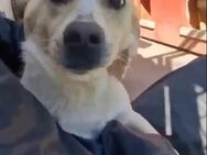 Junghund Boots hat sein Frauchen verlore - Koblenz