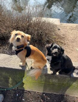 Kleiner MIO sucht ländliches Zuhause! - Berlin