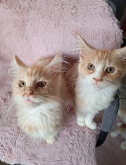 Maine Coon Kitten Kater - Gemünden (Felda)