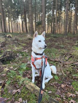 süßer Rüde sucht zu Hause, besuch mich in Bremerhaven - Bremerhaven
