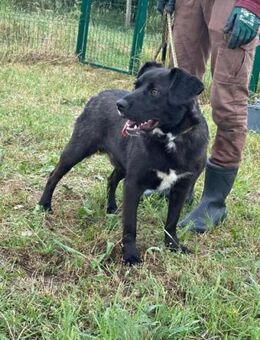 Kobold sucht viele Abenteuer - Nordwalde