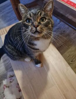 Einzelprinz Gimli sucht sein Königreich - Walluf