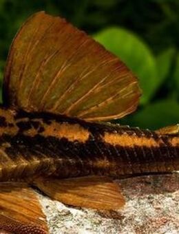 Aquarium Fisch; Red Fin Bruno Wels - Cochliodonwels *TOP* - Erftstadt