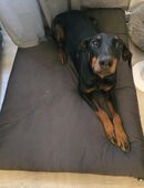 Dobermann Hündin Sakura 1,5 Jahre alt in 67655