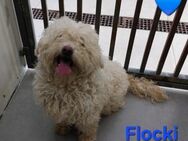 Flocki - ein lieber Wuschelbub - Willich