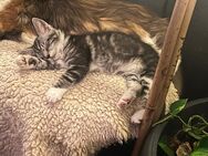 Maine Coon Mix Kitten suchen ein Zuhause - Zschepplin