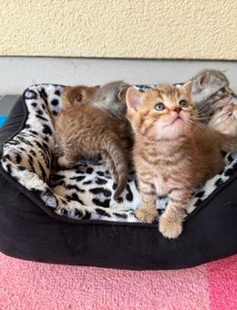 BKH Kitten Katzen 4 Stück - Augsburg