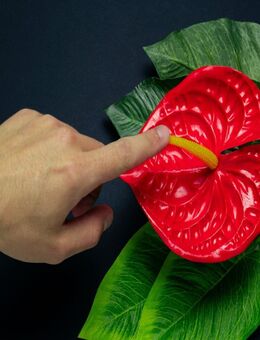 Geführte Hypnose "Orgasmusstörungen beheben - Wieder mehr Spaß an der Lust (Für Frauen)" als MP3 - Vilshofen (Donau)