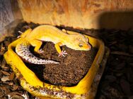 2 Leopardgeckos mit Terrarium abzugeben - Pforzen