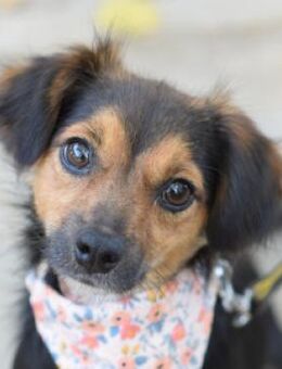 Missy - freundlich & verschmust - Lohmar