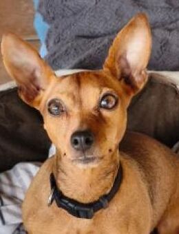 Dori sucht ein neues Zuhause - Duisburg