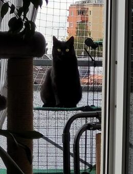 Lackfellchen Nia sucht ihre Familie - Margetshöchheim