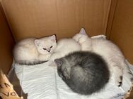 Bkh kitten zu verkaufen - Darmstadt