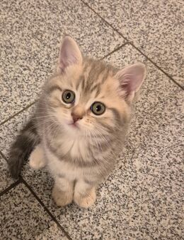 Bkh 3 Kitten frei - Hörstel