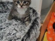 😽Wunderschöne Türkische Angora Kitten Zur Reservierung ❤️😽frei ❤️ - Neuwied Zentrum