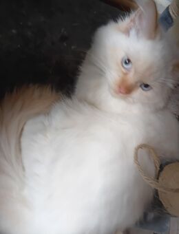 3 Wunderschöne Kitten(Kater) - Niddatal Zentrum