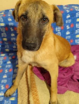 Zierliche Hündin mit tollem Wesen - Wettenberg