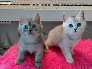 BKH reinrassige Kitten /Abgabe ab sofort - Bad Oldesloe