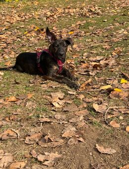 🐾 Süßer Welpe sucht liebevolles Zuhause 🐾 - Freden (Leine)
