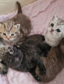 Wunderschöne BKH Kitten in liebevolle Hände abzugeben! - Kassel