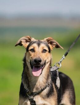 Sanfte Mimi - Süderholz