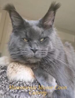 Traum Maine Coon Kater Kastrat mit Stammbaum sucht.. - Freiensteinau