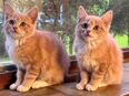 5 süße Main Coon Mix Kitten suchen ein liebevolles Zuhause! in 22415