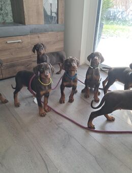 Dobermann Welpen zum Verkaufen - Augsburg