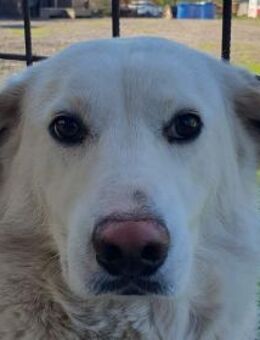 Janosch-ruhiger Labrador-Mix-Rüde, 48cm - Rösrath