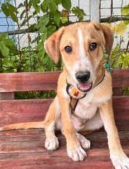 Wer gibt Suna eine Chance? - München