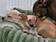 Chihuahua-Männchen (Kurzhaar) sucht liebevolle Familie! - Uder