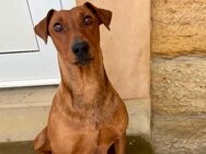 Welpen Deutscher Pinscher-Mix - Bad Bibra