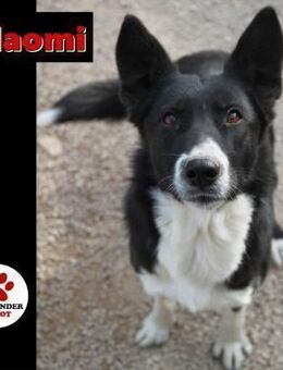 liebe Border Collie Hündin Naomi sucht.. - Margetshöchheim