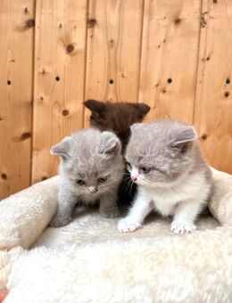 BKH Kitten, reinrassig und zutraulich - Wiesbaden Mitte