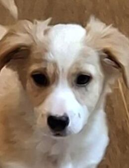 Aren, geb. ca. 09/2025, GRIECHENLAND - Euskirchen