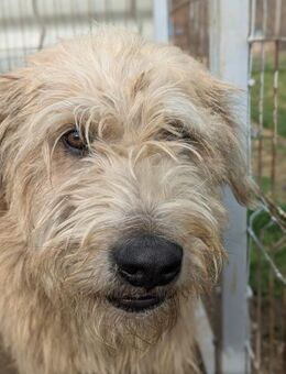 Wundervoller Sugar sucht Familie - Kallmünz