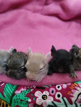 Niedliche,kunterbunte Degu Kids (m-w):sand,schoko,agouti,... suchen demnächst ihren Lieblingsmenschen - Hille