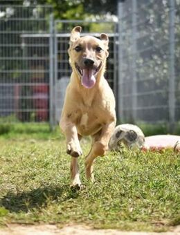 Fura - süßes verspieltes Hundekind! - Köln