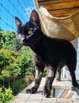 CORVIN sucht Zuhause mit Garten - München
