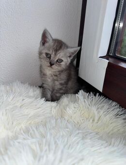 BKH Kitten - Sindelfingen