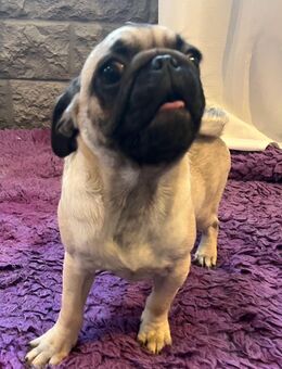 Hübscher Altdeutscher Mopsjunior mit Ahnentafel - Nusbaum