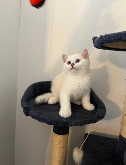 Bkh kitten - Gladbeck