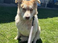 Akia -Familienhund, mag Katzen - Blankenheim (Nordrhein-Westfalen)