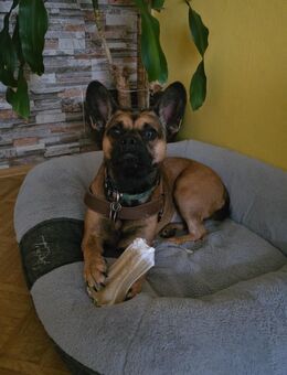 Franz. Bulldogge x Malinois Hündin - Bad Nenndorf