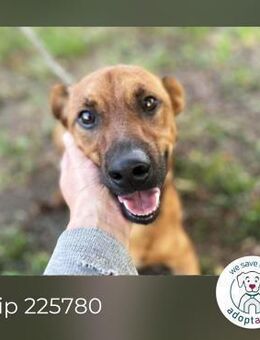 Chip 225780: Sucht ein Zuhause - Kirchzell