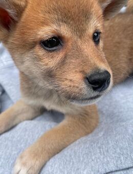Shiba Inu Welpen abgabebereit - Groß Umstadt
