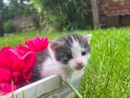 Katzenbabys - Seegebiet Mansfelder Land